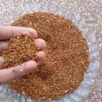 بذر یونجه درجه یک همدان