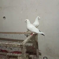 فروش کبوتر شامی سینه فر|پرنده|نقده, |دیوار