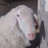 گوسفند نژاد آصف