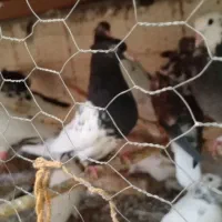 کبوتر|پرنده|اهواز, نادری|دیوار
