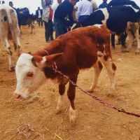 بهترین جنس کشور|حیوانات مزرعه|سیجوال, |دیوار