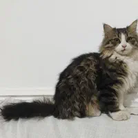 یه بچه گربه ۶ماهه ،نژاد دار باهوش