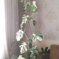 گل مانسترا ابلغ