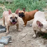 چند قلاده فرنچ بولداگ|سگ|ساری, |دیوار