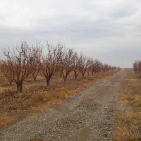 هشتگرد ۱۲ هکتار باغ سند دار