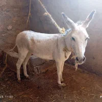 خر ماده جوان و برای گله داری عالی و آرام