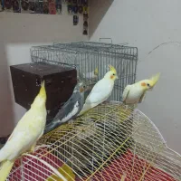 فروش تعدادی جوجه عروس هلندی دستی وآرام تضمینی