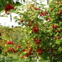 نیازمند اکیب سیب چین