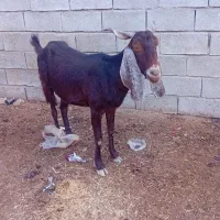 شادگان|حیوانات مزرعه|شادگان, |دیوار