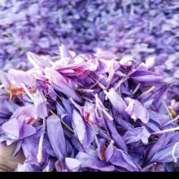 گل زعفران توزیع میکنم