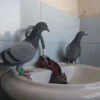 کفتر المانی