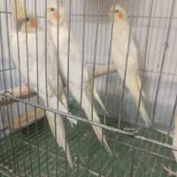 عروس هلندی تازه دونخور تا ۳ ماه