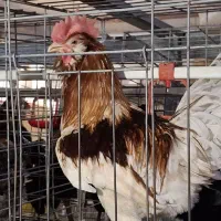 عرضه مرغ و خروس محلی