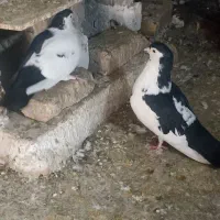 کفتر جفتگاه