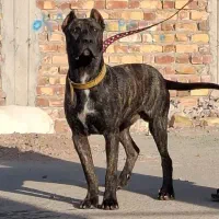 یک قلاده سگ کن کورسو میکس