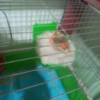 نر سرخ سوخته مست ماده گیرنر۱۲۰۰ماده ۱تومن|پرنده|اندیمشک, |دیوار