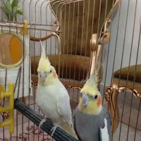 یک جفت عروس هلندی تخم گذار|پرنده|شاهدشهر, |دیوار