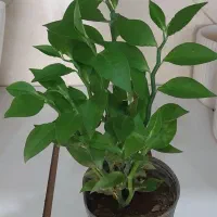 گل سانسوریاسبز.مرجان .گل ناز.فیکوس التیسما.|گل و گیاه طبیعی|قم, علی آباد سعدگان|دیوار