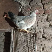 مرغ وخروس|حیوانات مزرعه|کرج, کارخانه قند|دیوار