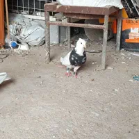 توقی زرین الماس|پرنده|رامشیر, |دیوار