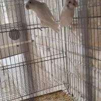 طوطی کوتوله عروس هلندی|پرنده|رفسنجان, |دیوار