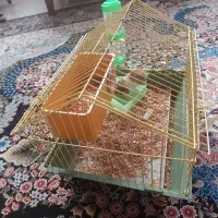 همستر ماده همراه با قفس|موش و خرگوش|فردیس, سرحدی|دیوار