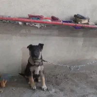 توله ژرمن نر