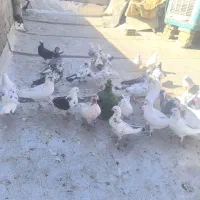 کبوتر شهرستانی