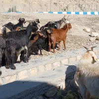 بز آبستن داشتی|حیوانات مزرعه|ملکشاهی, |دیوار