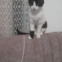 واگزاری|گربه|ارومیه, |دیوار