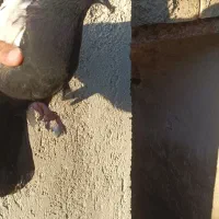 سینه سیاه|پرنده|بستان آباد, |دیوار