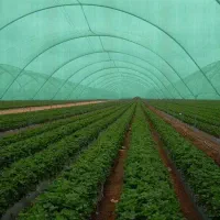 پلاستیک گلخانه