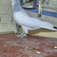 یال الماسی