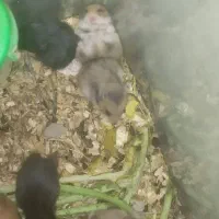 فروش همستر سوری موکوتاه و مو بلند