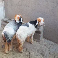 دو کوه ماده داشتی|حیوانات مزرعه|مسجد سلیمان, |دیوار