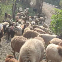 گوسفند کشتاری و داشتی درجه یک همه چاق|حیوانات مزرعه|قائمشهر, |دیوار