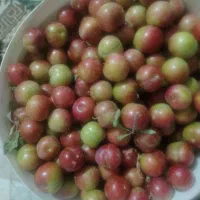 آلوچه|خدمات باغبانی و درختکاری|سنندج, |دیوار