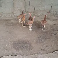 فروش چند عدد تیشت و ماده مرغ با جوجه