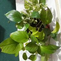 گل های زیبا و قیمت مناسب