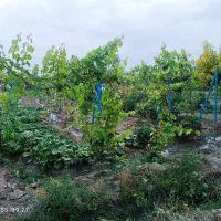 باغچه الوان و دامداری