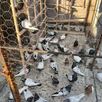 کبوتر|پرنده|میانه, |دیوار