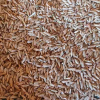 جوشونه،گندم بش،لوبیاقرمز