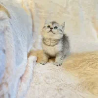 جذاب واصیل گربه های کوچولو