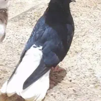 سیاه دمسفید نر