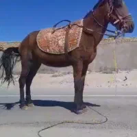 اسب یورقه