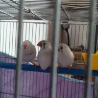 فنچ نر ماده سفید