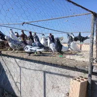 کبوتر پرشی|پرنده|تربت‌حیدریه, ۴۵ متری|دیوار