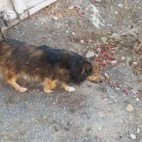 کمک یار حیوان