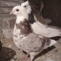کبوتر سالم وپرشی همه یکجافروشی قیمت مناسب