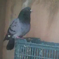 دو تا کفتر پرش یه رگ از شمرون